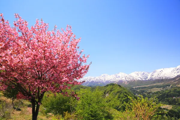 Wiśniowe drzewo i Japonii Alp — Zdjęcie stockowe