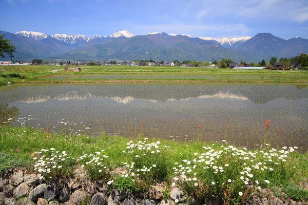 Rýžových polí a květina — Stock fotografie
