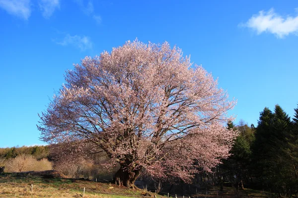 Cerezo y cielo azul — Foto de Stock
