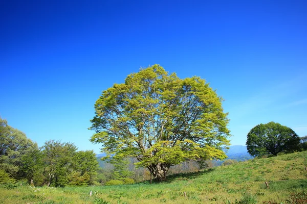 Кленовое дерево — стоковое фото