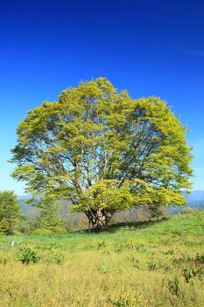 Árbol de arce — Foto de Stock