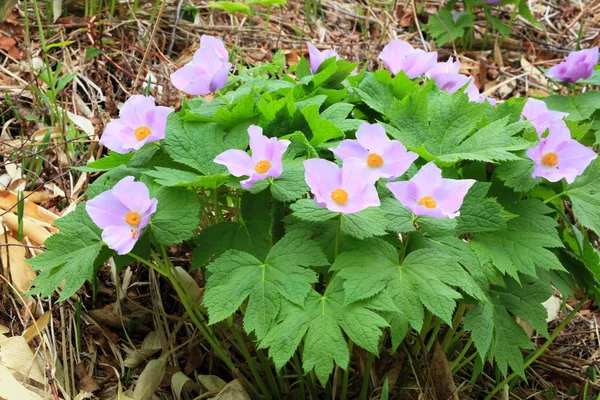 Glaucidium palmatum — Stockfoto