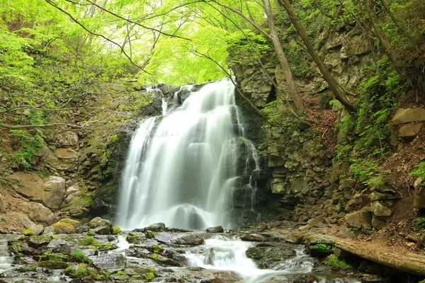 新鮮な緑の滝 — ストック写真