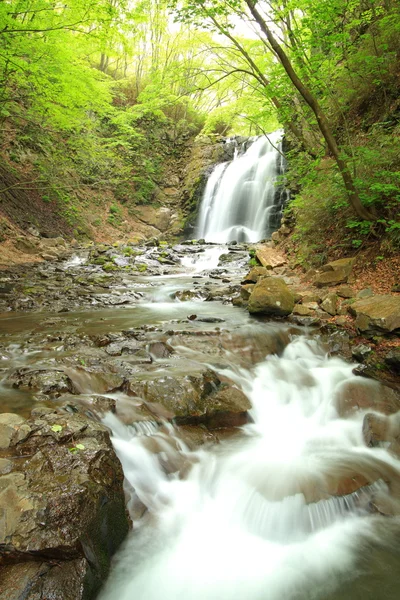 Waterfall of fresh green — Stock Photo, Image