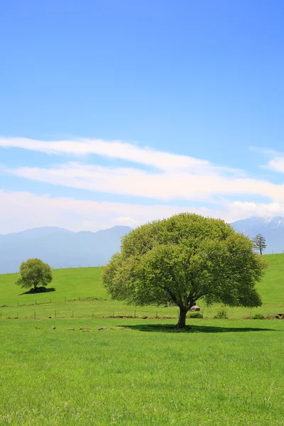 Зеленое дерево на лугу — стоковое фото