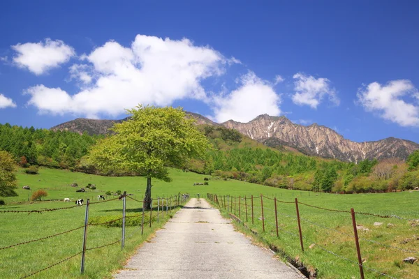 Straight road in meadow — Stock Photo, Image