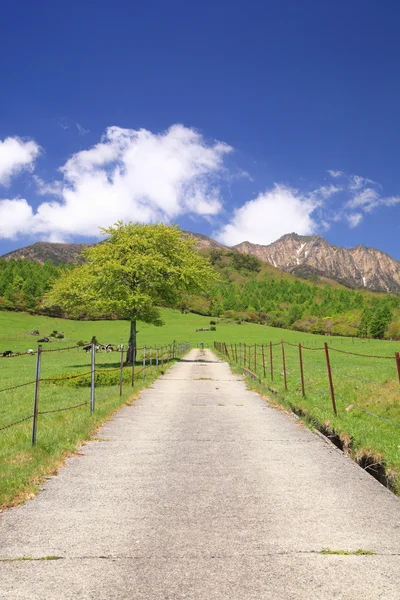 Straight road in meadow — Stock Photo, Image