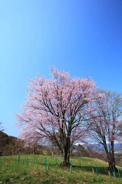 Prunus sargentii i niebieski niebo — Zdjęcie stockowe