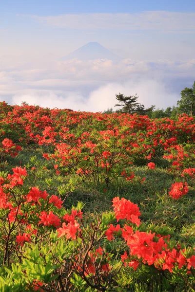 Japanese azalea with Mt. Fuji — Stock Photo, Image