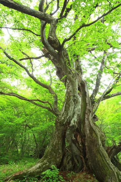 Primeval forest of Chestnut tree — Stock Photo, Image