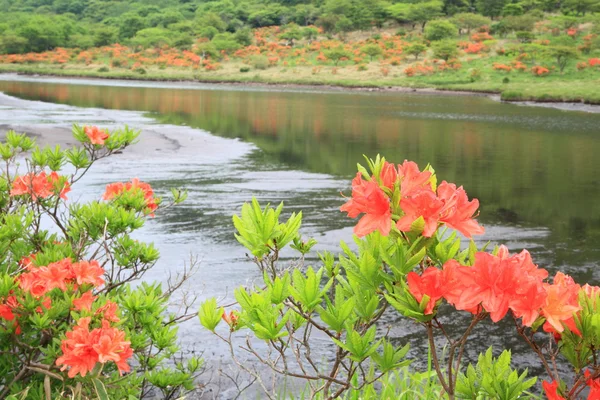 Azalia japońska pokojowe bagna — Zdjęcie stockowe