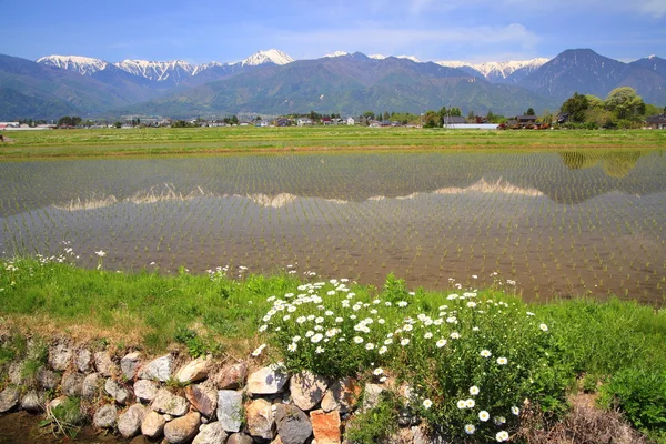 Campo de arroz y flor — Foto de Stock