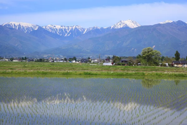 Japan Alps and paddy field — Stock Photo, Image