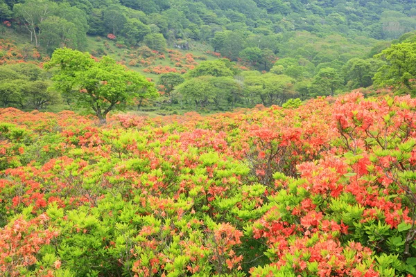 Японський azalea плато — стокове фото