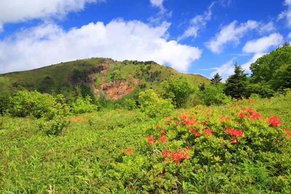 日本杜鹃花和山 — 图库照片