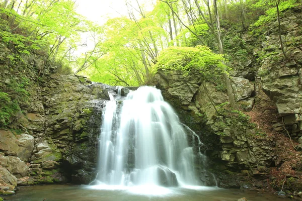Waterfall of fresh green — Stock Photo, Image
