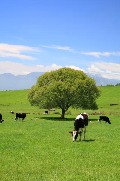 Árbol en un prado y vaca — Foto de Stock