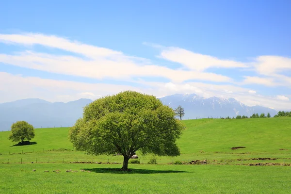 초원에 있는 푸른 나무 — 스톡 사진