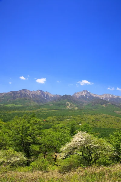Гора зі свіжого зеленого — стокове фото