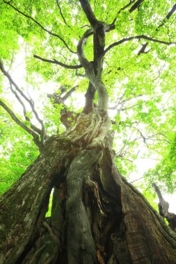 kestane ağacının ilkel orman