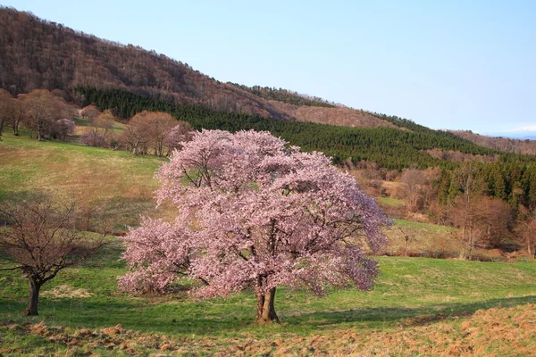 Prunus sargentii — Stok fotoğraf