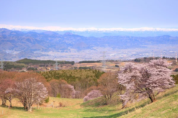 Ciliegio e montagna innevata — Foto Stock