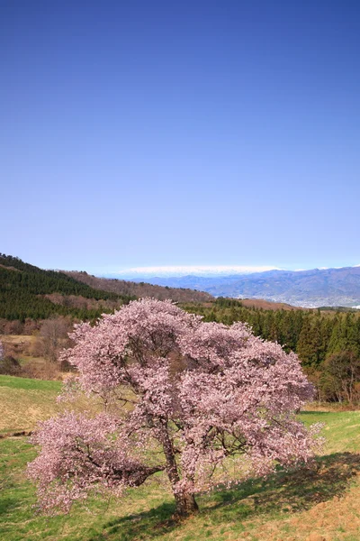 Cerisier et montagne enneigée — Photo