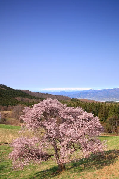 Cherry tree and snowy mountain — Stock Photo, Image