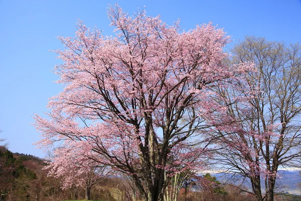 Prunus sargentii a modrá obloha — Stock fotografie