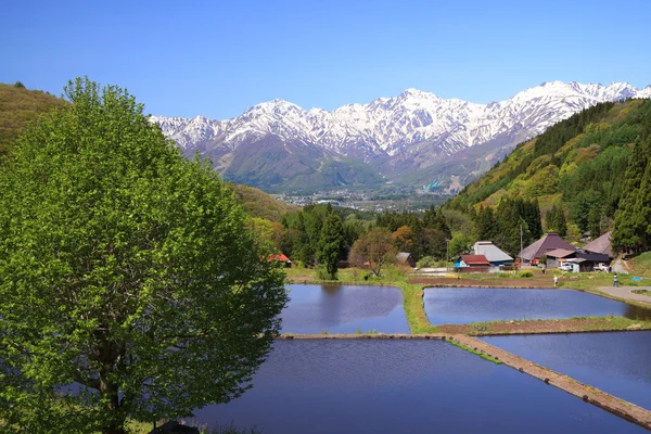 Japon Alpes et terrasse rizière — Photo