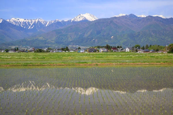 Japan Alpen en paddy veld — Stockfoto