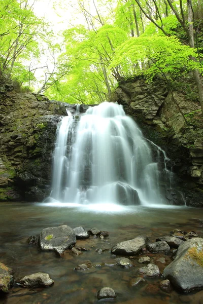 Waterfall of fresh green