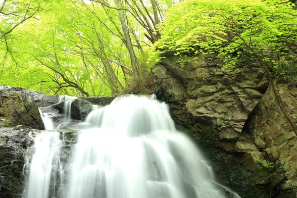 Waterfall of fresh green — Stock Photo, Image