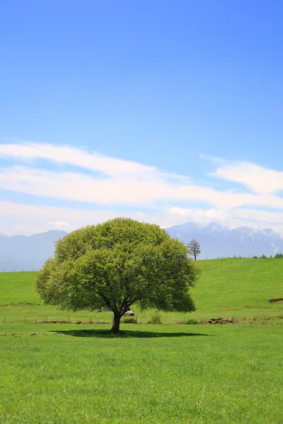 Árbol verde en un prado — Foto de Stock
