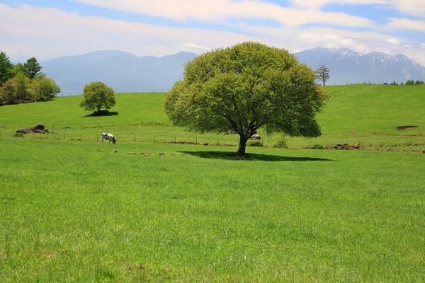 Çayırdaki yeşil ağaç — Stok fotoğraf