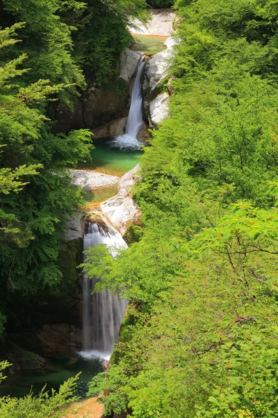 Waterfall of fresh green — Stock Photo, Image