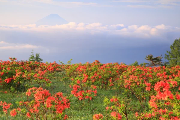 Japansk azalea med mt. fuji — Stockfoto