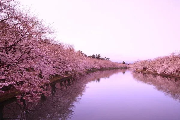 Moat and cherry blossoms Stock Photo