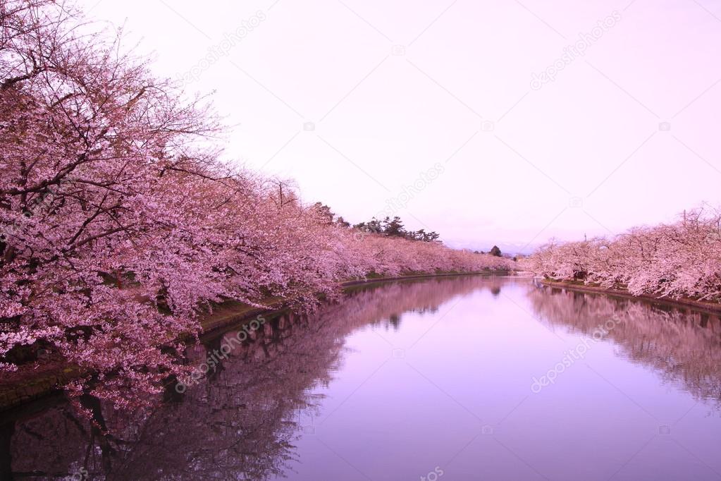 Moat and cherry blossoms