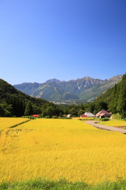 Alpler Japonya ve alan pirinç