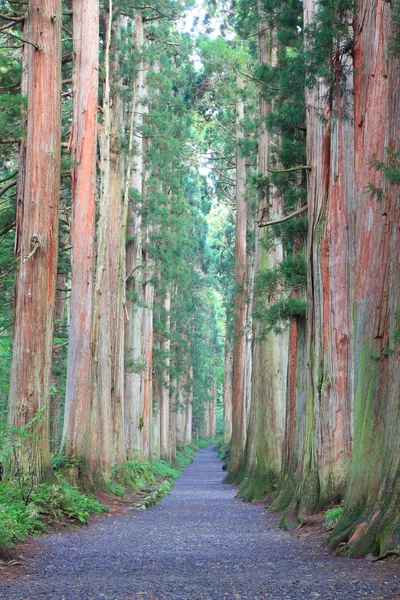 Avenida de cedro — Fotografia de Stock