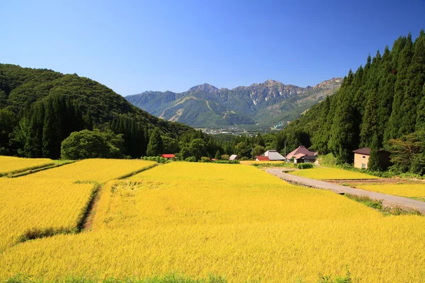 Japonsko Alpy a rýže pole — Stock fotografie