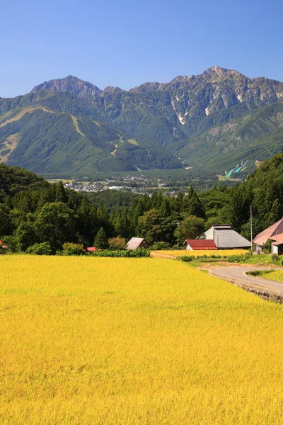 Japanische Alpen und Reisfeld — Stockfoto