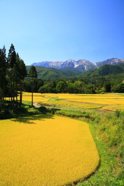 Alpler Japonya ve alan pirinç