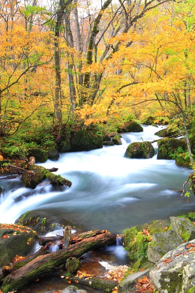 Осінні кольори Oirase потоку — стокове фото