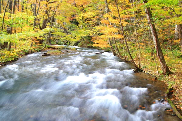 奥入瀬渓流の秋の色 — ストック写真