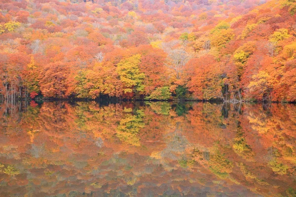 Autumn colours of pond — Stock Photo, Image