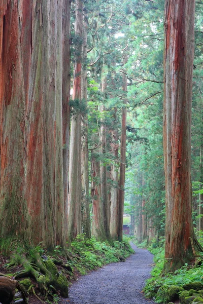 Viale di cedro — Foto Stock