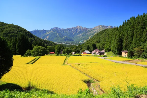 Japón Alpes y campo de arroz —  Fotos de Stock