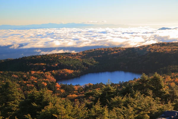 Lagoa na floresta — Fotografia de Stock